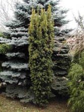 Cis pospolity 'Fastigiata Aureomarginata' 